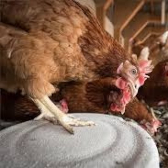Venta de gallina ponedora